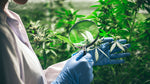 Cáñamo, una planta sustentable y benéfica
